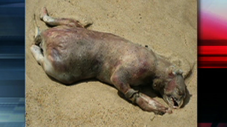 What Is the Montauk Monster?