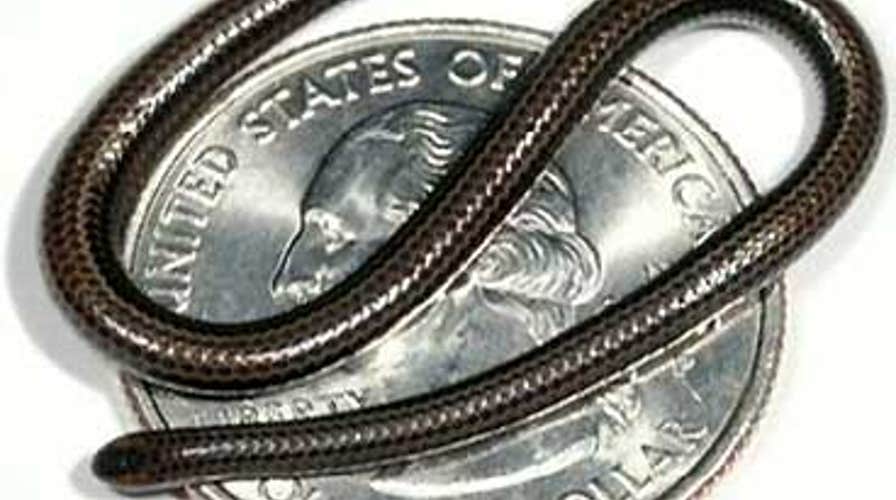 FOX News Flash: FOX & Friends Edition