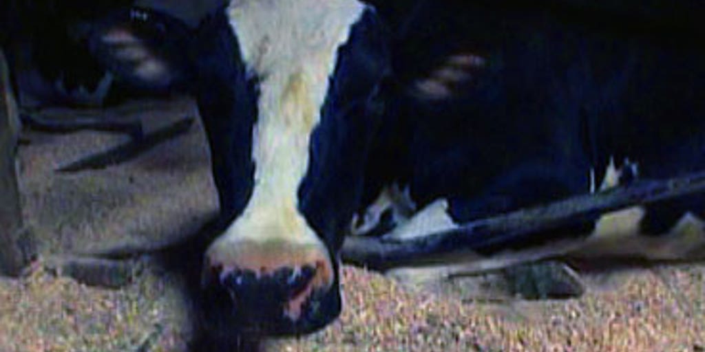 Cows Sleeping on Waterbeds Fox News Video