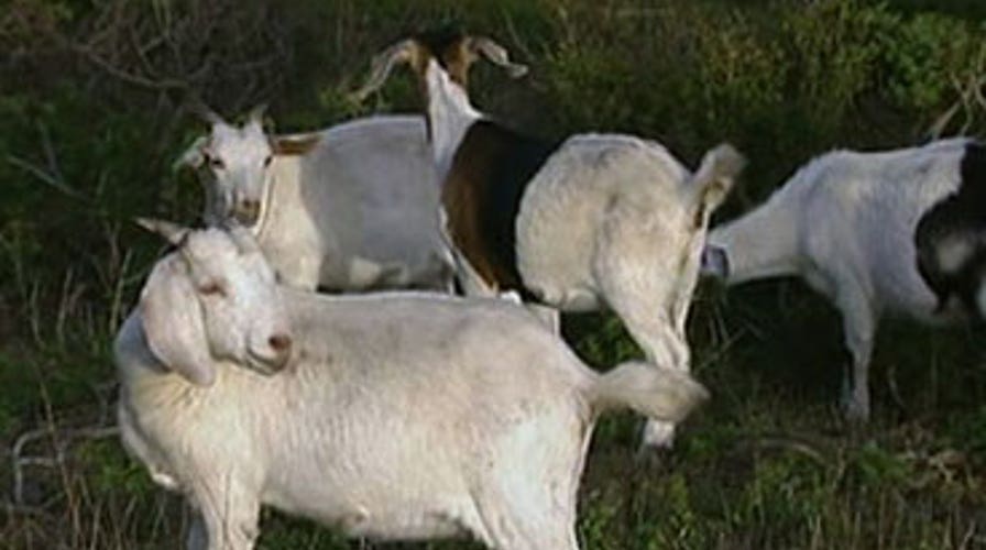 Goat Meat Getting Popular in U.S.