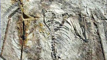 It's a Bird, It's a Plane...