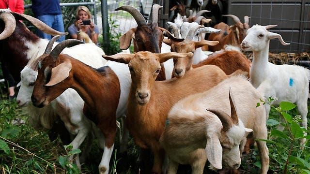Grapevine: Goats hired to 'landscape' Congressional Cemetery