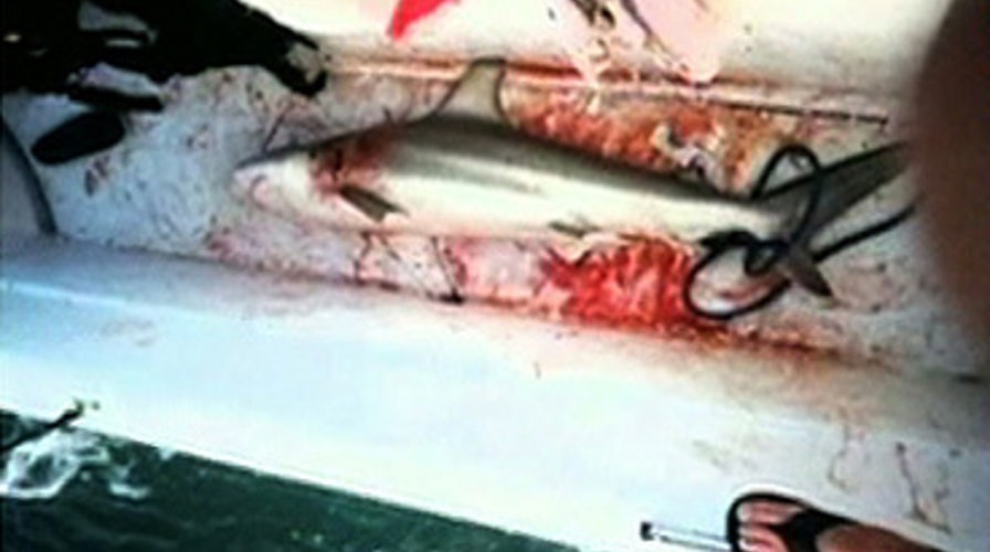 Bull Shark Jumps Into Boat