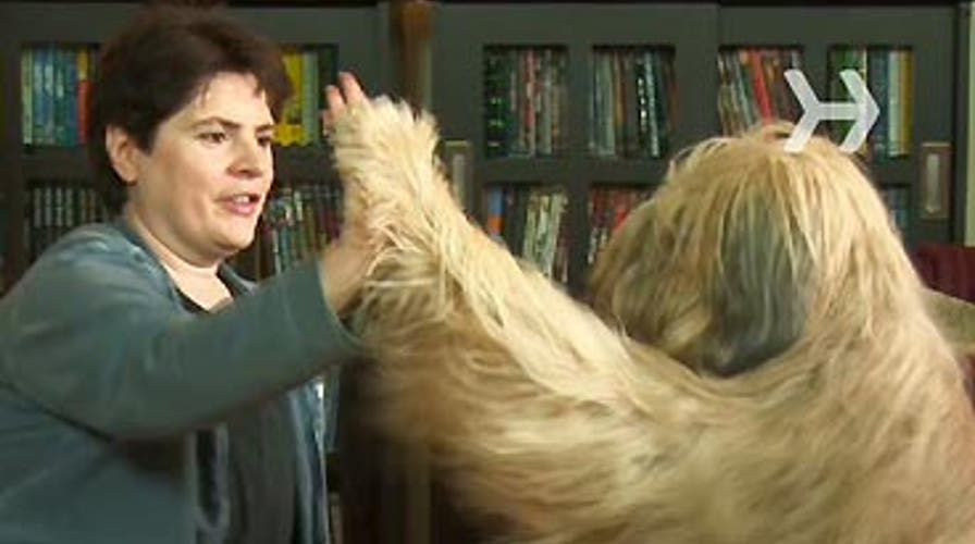 Teach Your Dog to High-Five