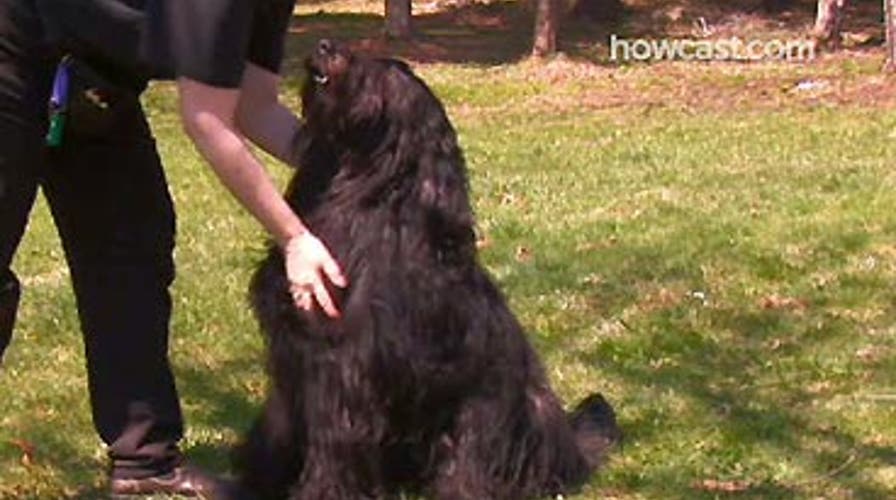 Teach Your Dog to Sit