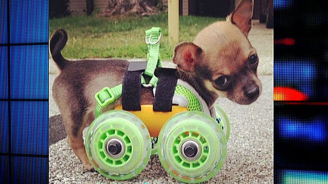 Puppy with no front legs gets custom 3D-printed cart