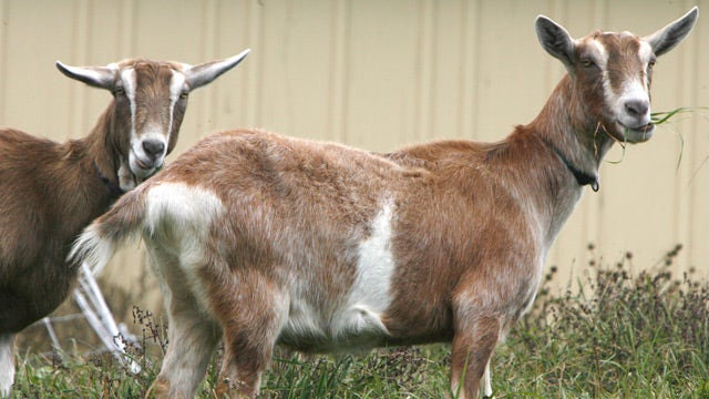 Gardener goats graze at O’Hare