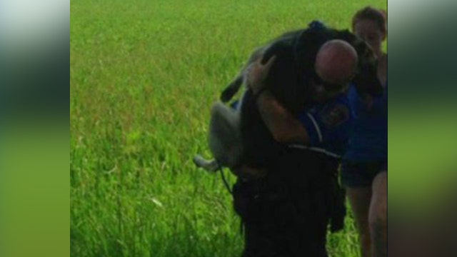 Hero cop rescues German shepherd after traffic accident