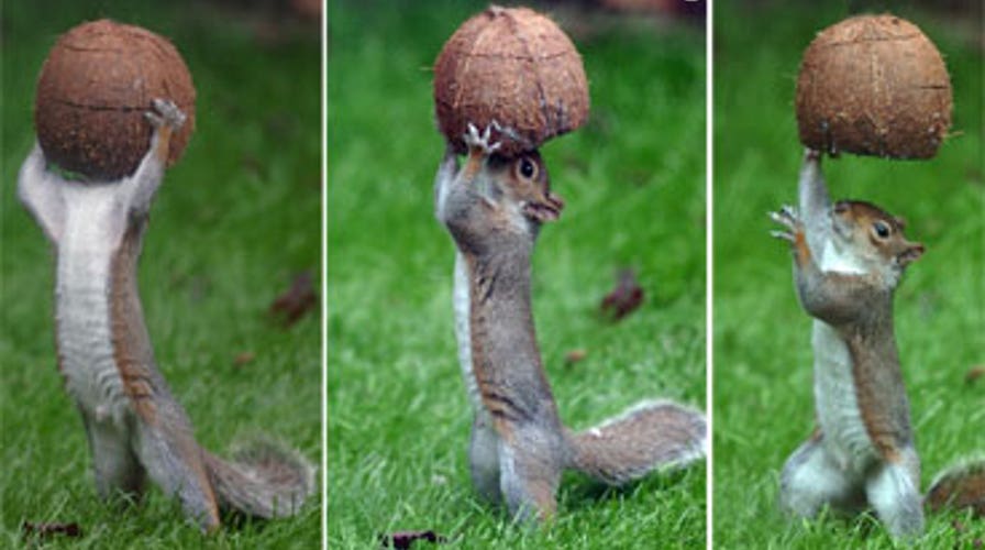 Weightlifting Squirrel
