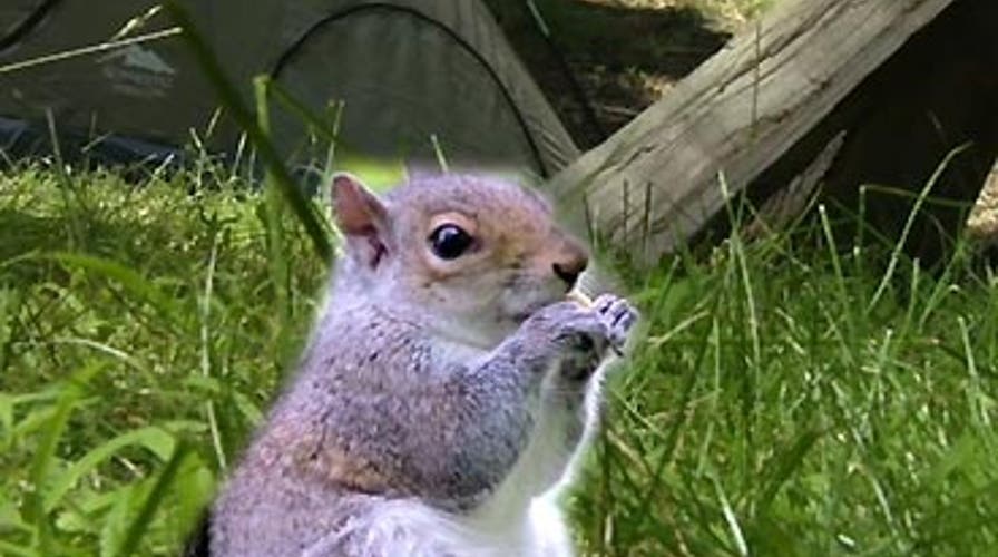 Protect Your Food From Animals