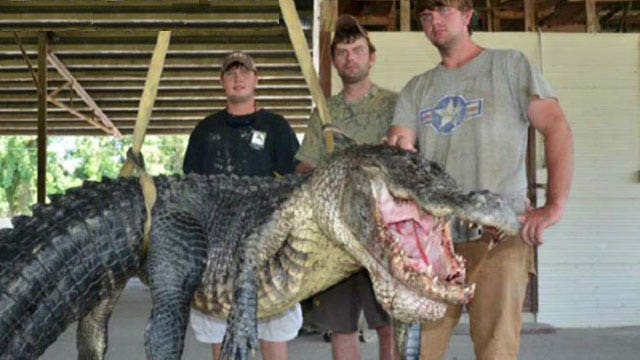 Hunters set new record for heaviest Mississippi gator