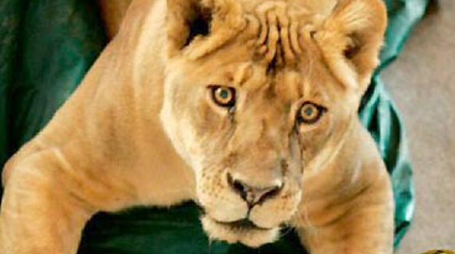 'At One Point She Lunged'