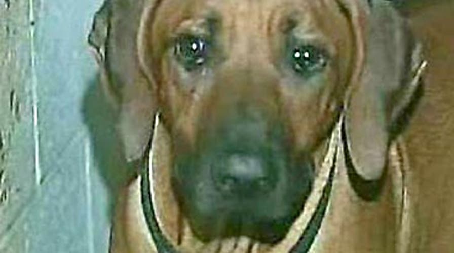 Furry Friends Rescued