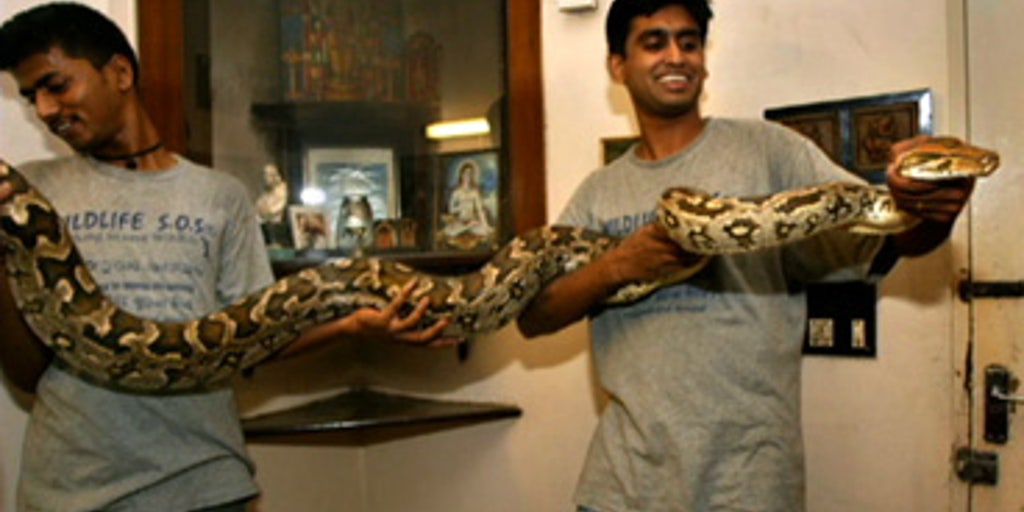 Aggressive Python Worries | Fox News Video