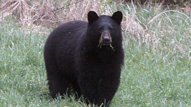 Bear suspected of killing hiker in New Jersey