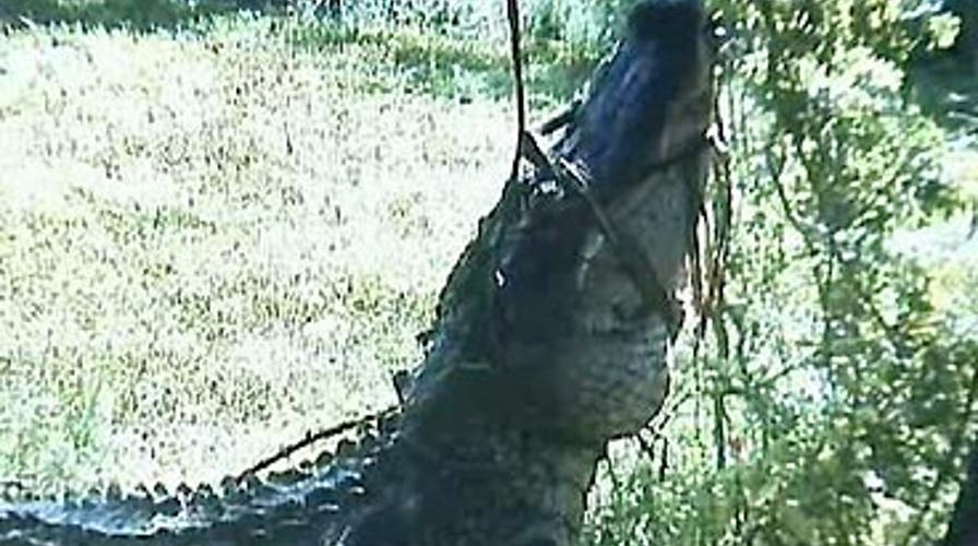 FOX News Flash: F&F Edition