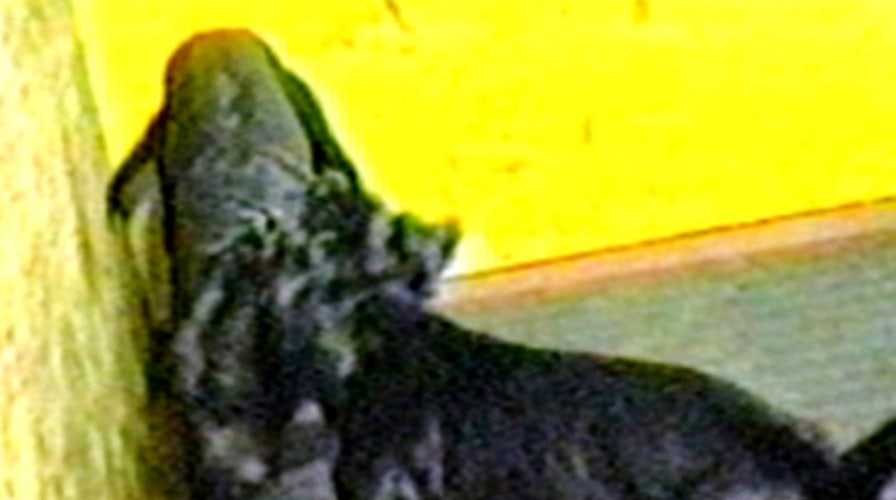 Dogfighting Videos Free Speech?