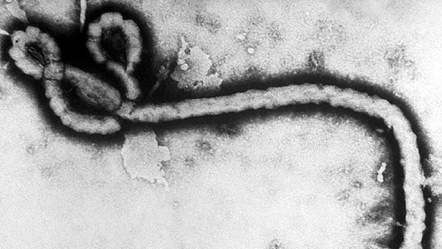 Could terrorists weaponize Ebola?