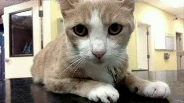 Cat receives lifesaving blood transfusion from dog