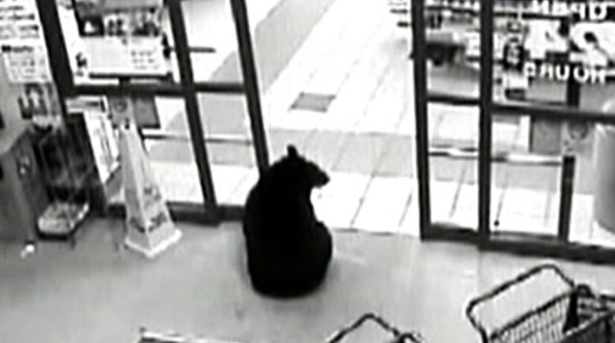 Bear in a Beer Cooler