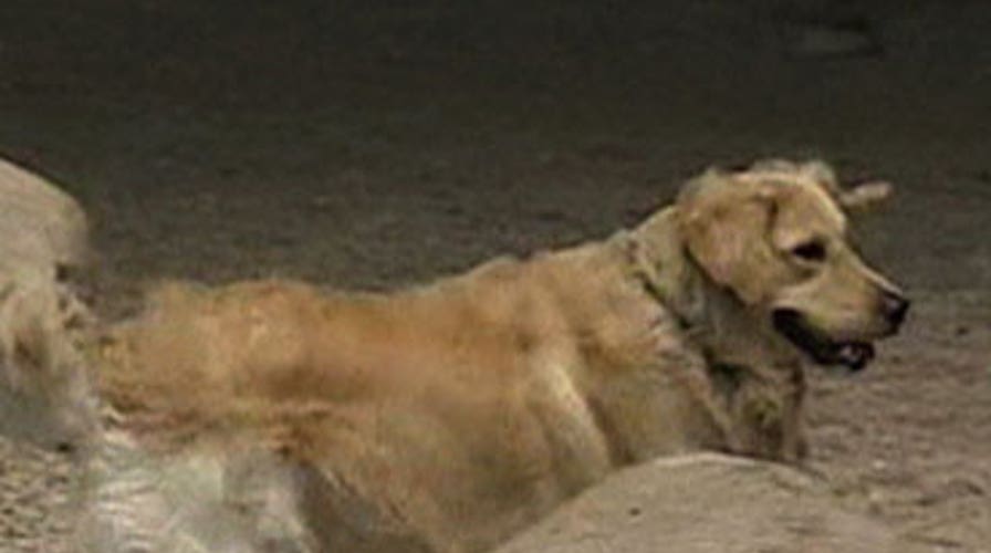 Tax Break for Pet Owners?