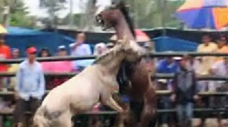 Brutal Horse Fighting