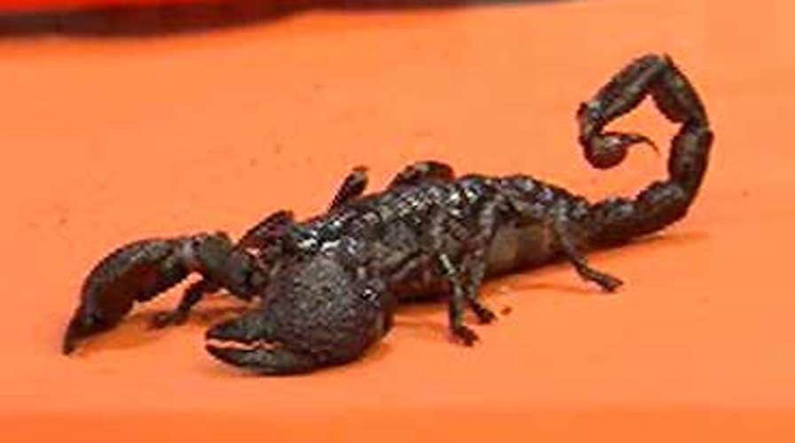 After the Show Show: 10/29