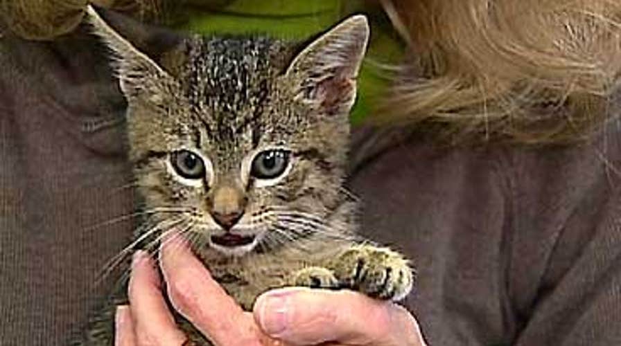 FOX News Flash: FOX & Friends Edition