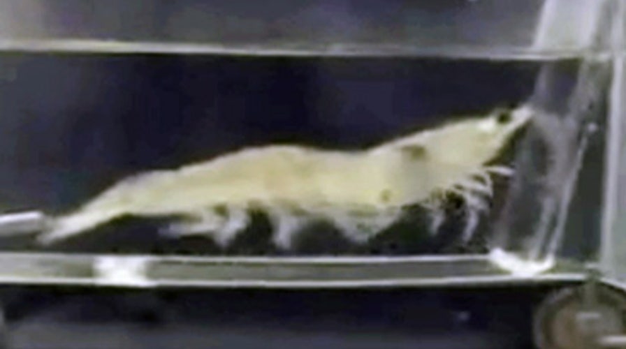 Treadmill Shrimp