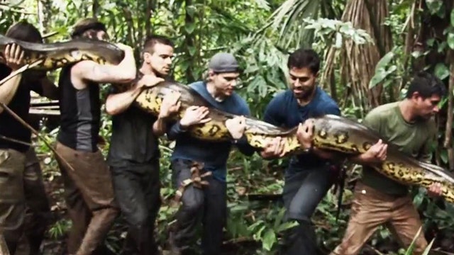 Wildlife Expert To Be Eaten Alive By Anaconda Fox News Video