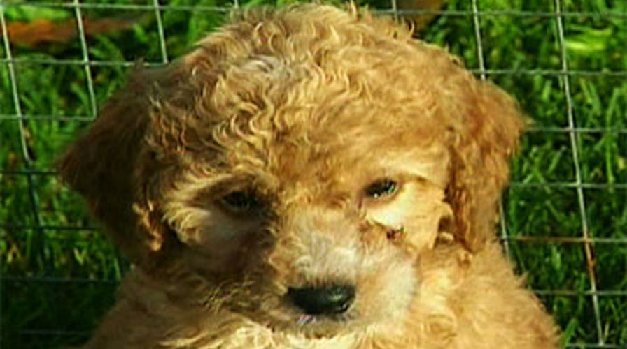 Picking the First Puppy