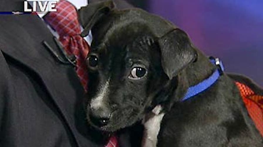 Picking the First Pooch