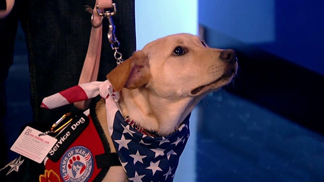 Service dogs helping soldiers deal with PTSD