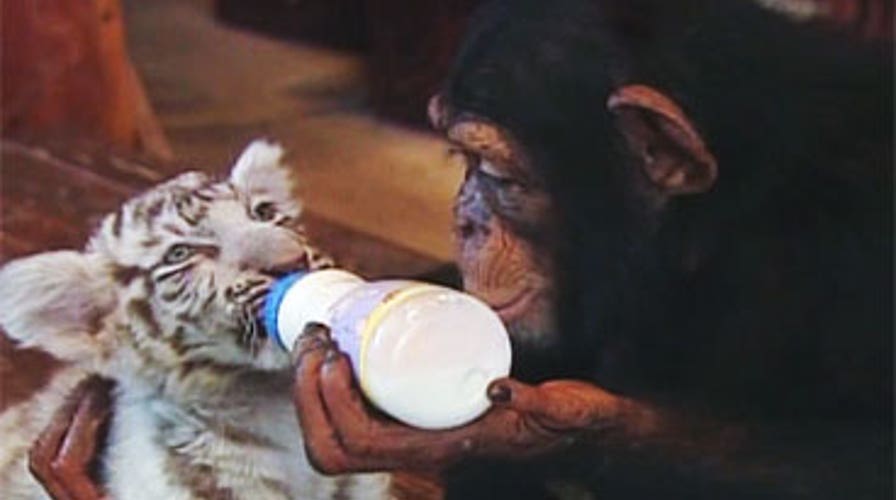 Chimp Loves Tigers