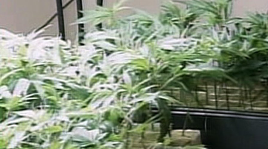 Should Marijuana Be Legal?