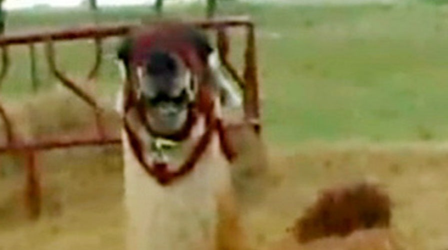 Vicious Llama Attack