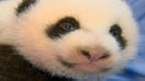 Panda-monium