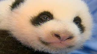 Panda-monium - Fox News