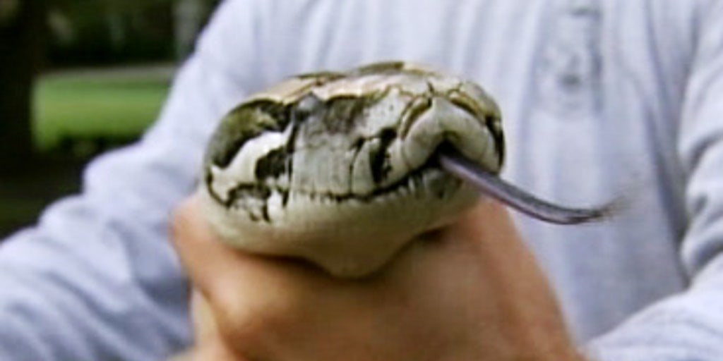 Python Holds Woman Captive | Fox News Video