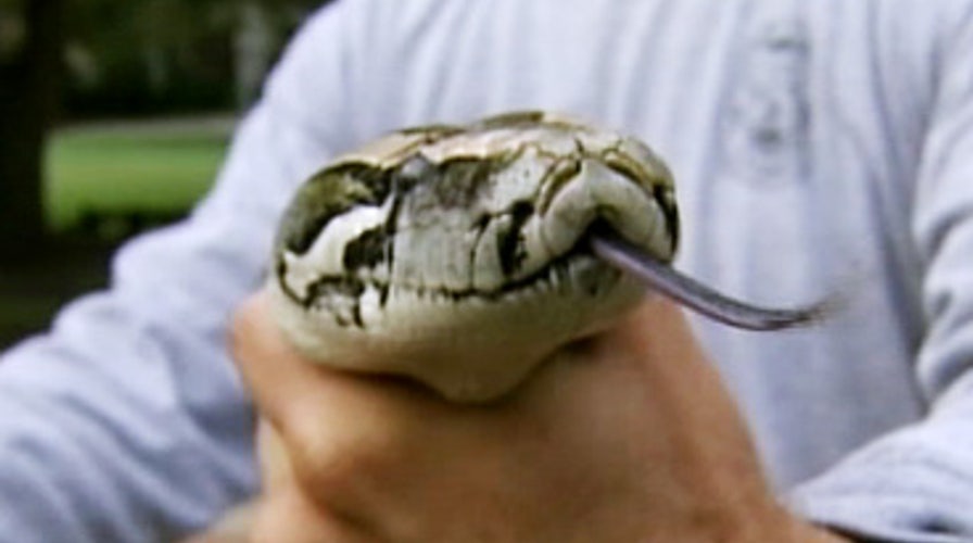 Python Holds Woman Captive