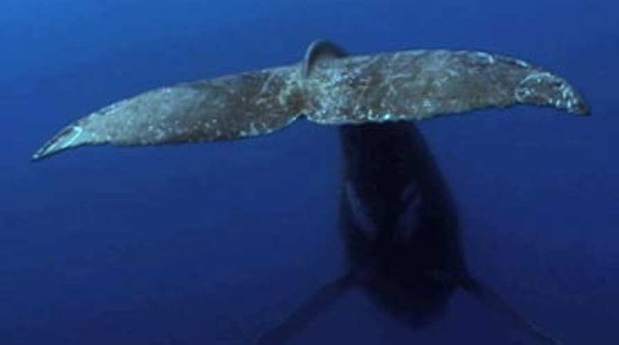 Stories of Hawaii: Whales