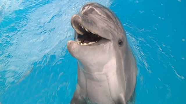 Dolphin inspires Gulf Coast against all odds