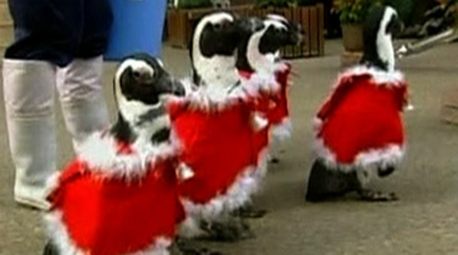 Christmas Penguins