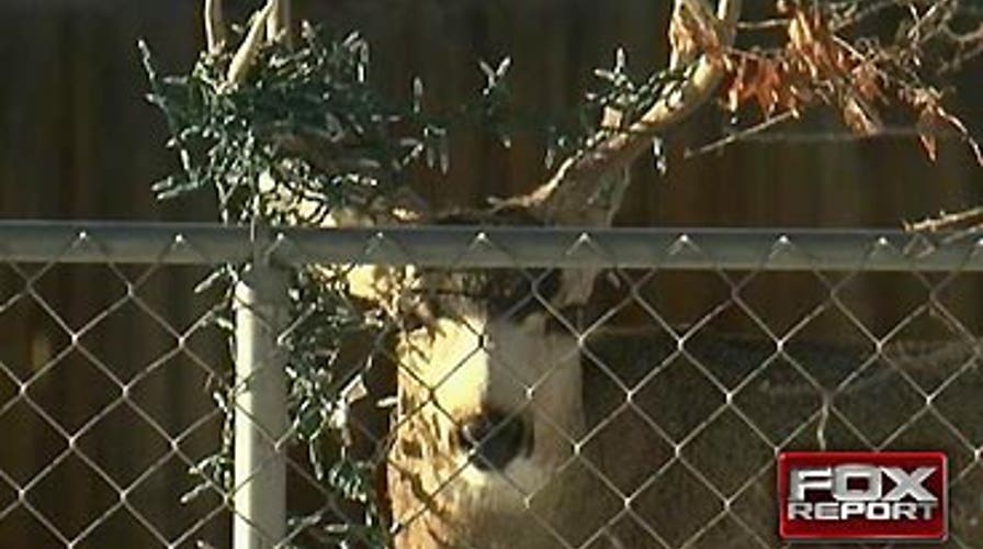 Deer Caught in Headlights