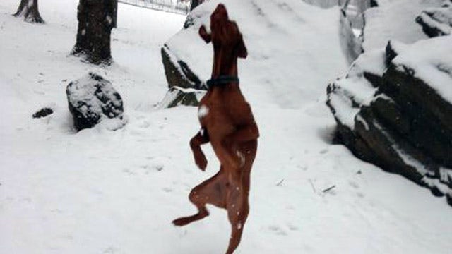 Dana Perino�s dog photo a hot topic on Facebook On Air