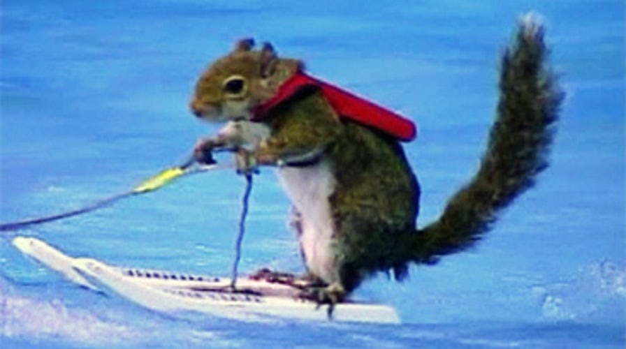 Waterskiing Squirrel