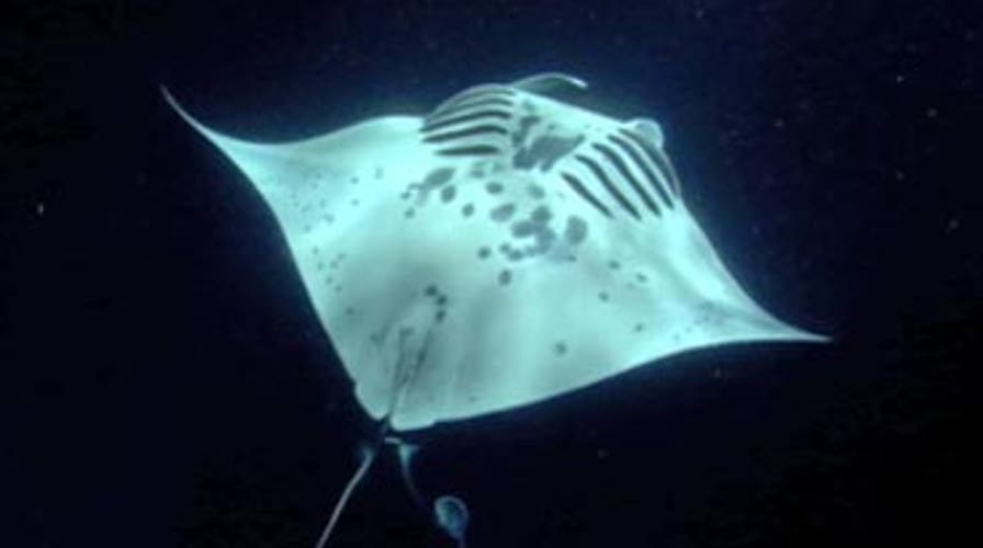 Stories of Hawaii: Manta Rays