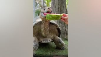 Tortoise CHOWS down