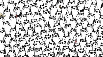 Brain teaser: Can you find the 3 pandas without sunglasses?
