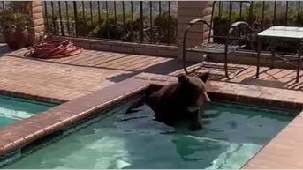 Bear caught in California homeowner's pool trying to 'beat the heat'